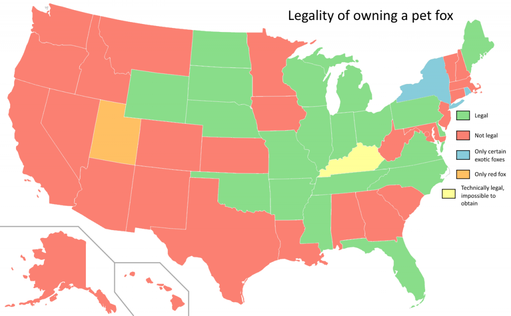 Legality of owning a pet fox by US state Vivid Maps